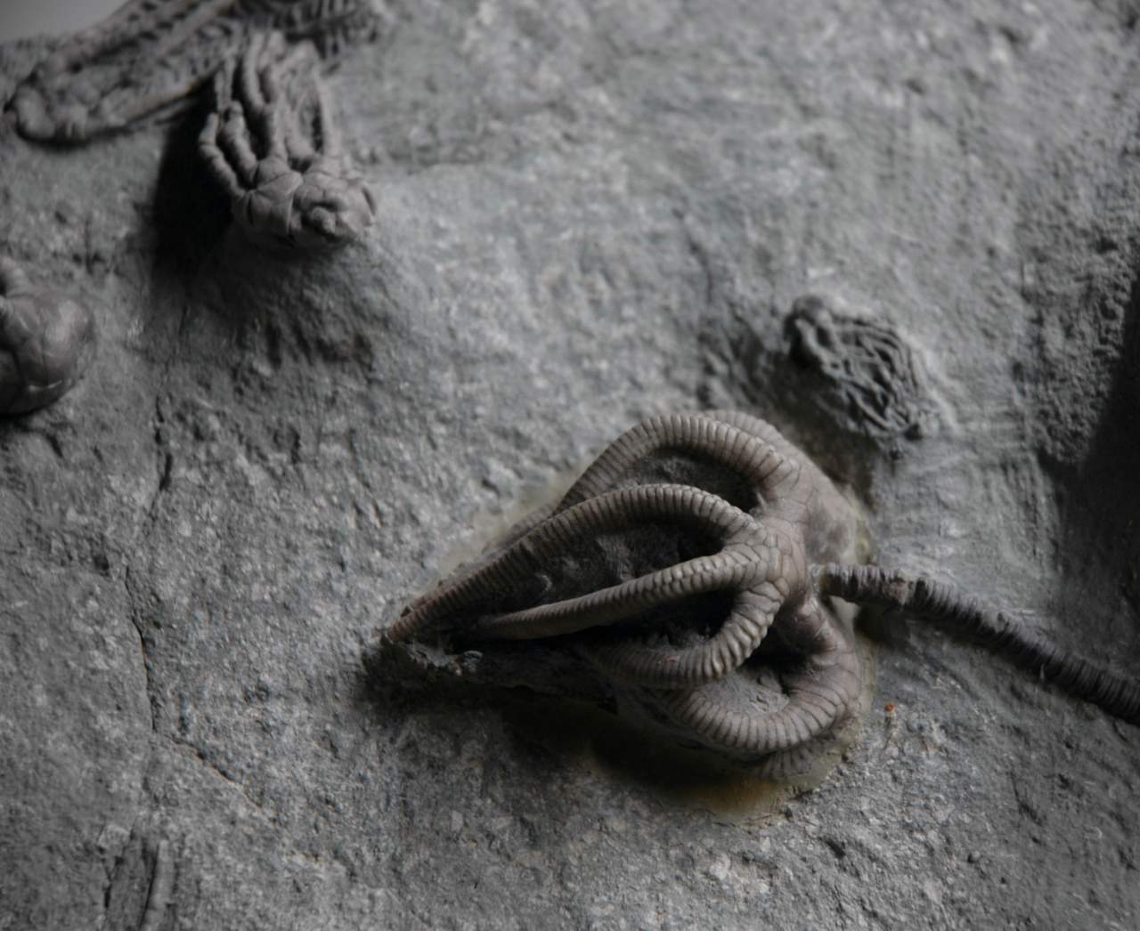 Is dit een 300 miljoen jaar oude schroef ingebed in een kalkstenen rots of gewoon een gefossiliseerd zeedier? 3