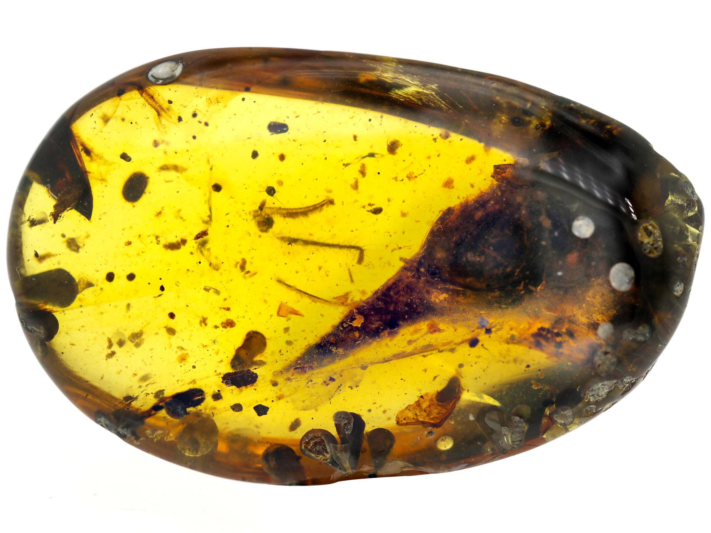 Burmese amber with Oculudentavis skull nearly perfectly preserved inside.