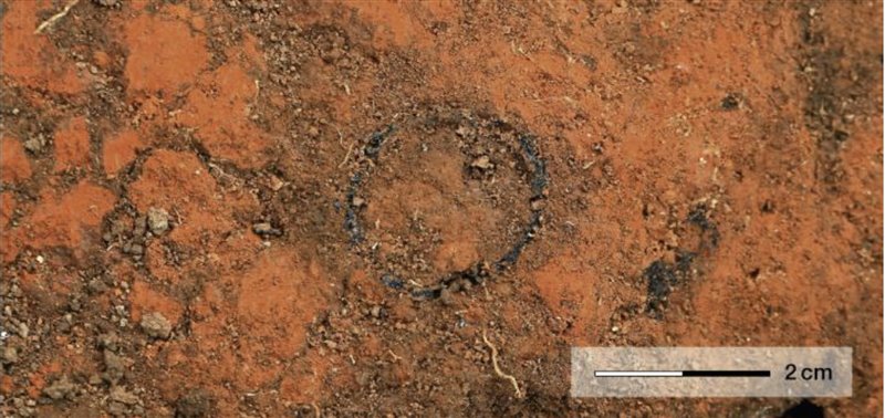 発掘された穴のXNUMXつにあるヤシの根の詳細。 ©写真：HR Bork