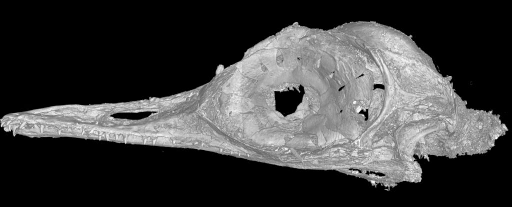 Mažiausios dinozauro kaukolės kompiuterinės tomografijos vaizdas. Nuotrauka: Li Gang / Kinijos geomokslų universitetas