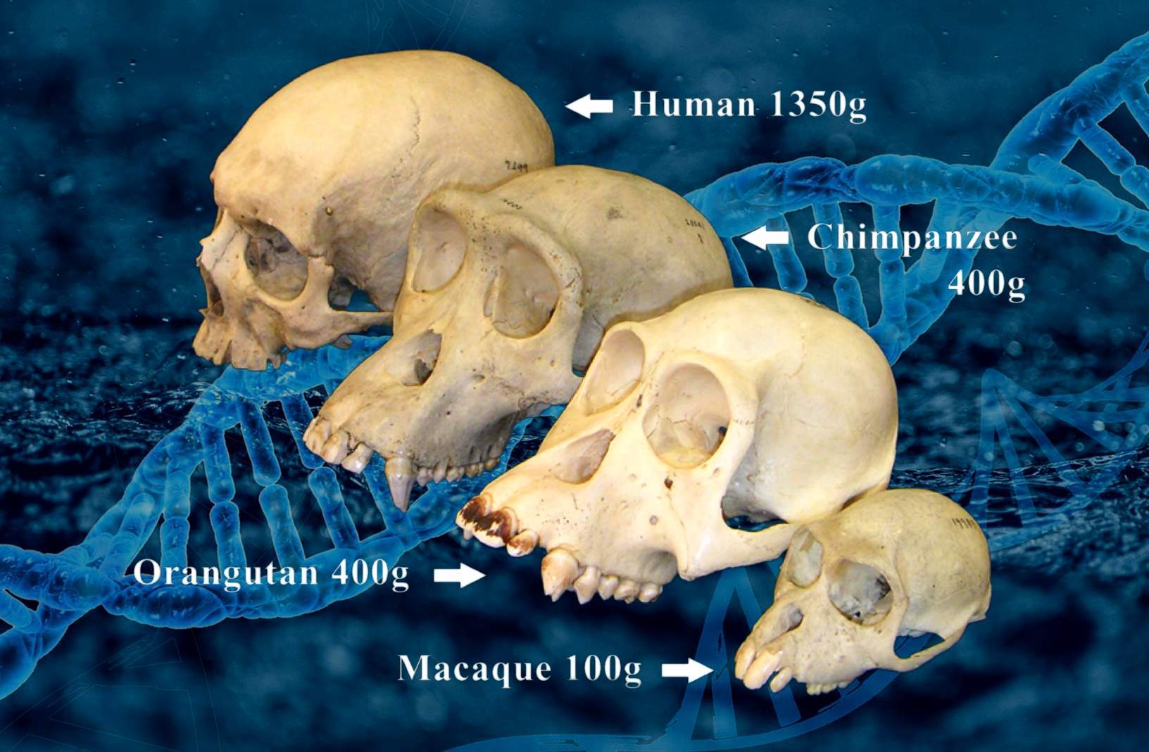 Schedels van primaten en menselijke schedel