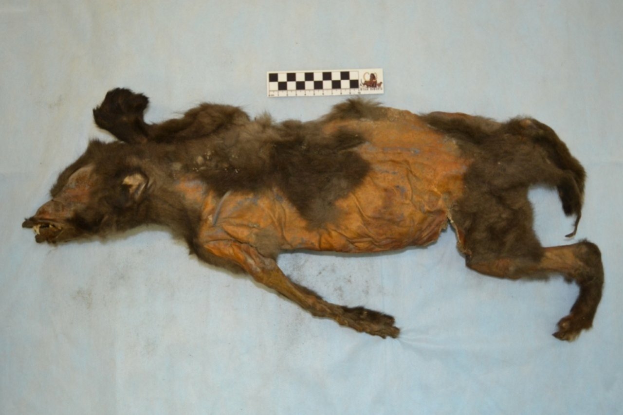 Šis 14,000 2 metų šuniukas paskutiniam valgiui suvalgė didžiulį vilnonį raganosį XNUMX