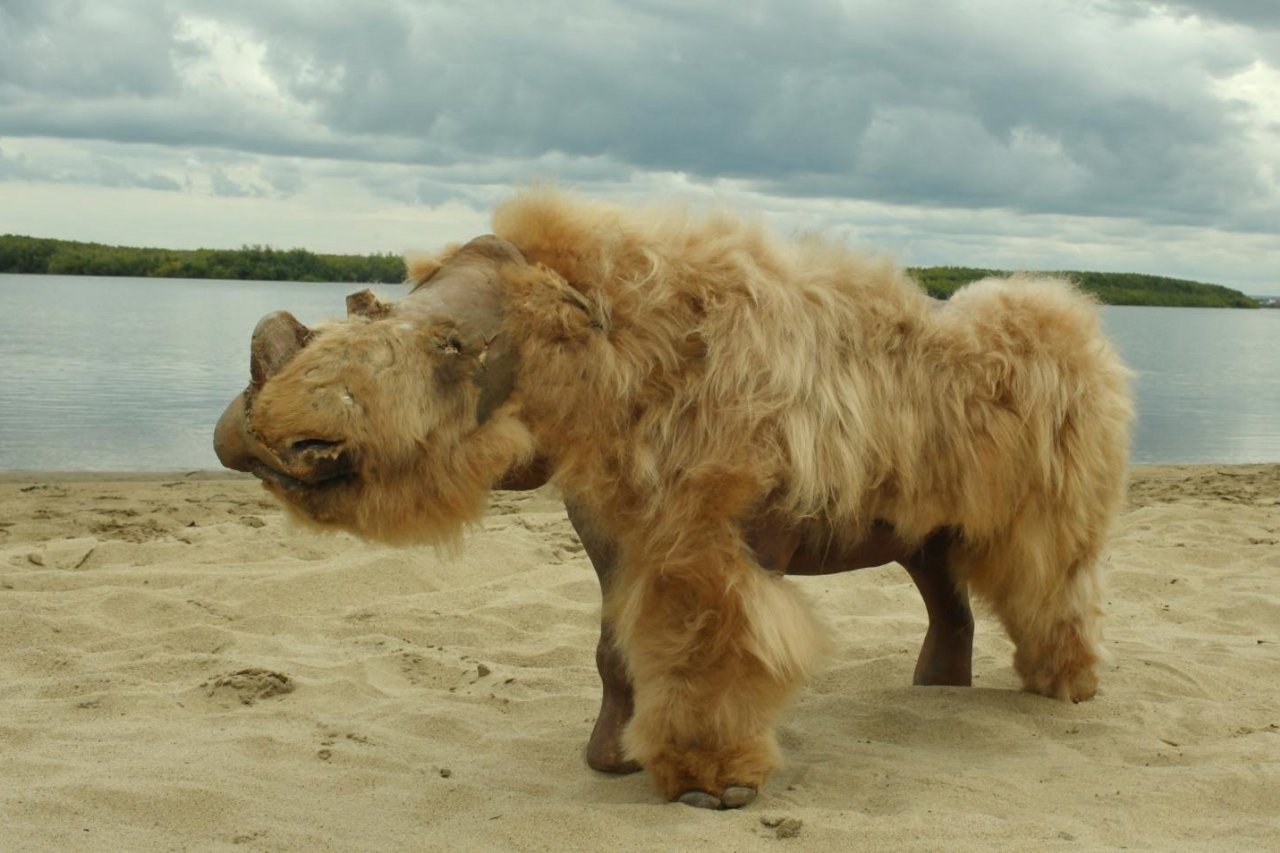 Denna 14,000 4-åriga valp åt en enorm ullig noshörning till sista måltid XNUMX