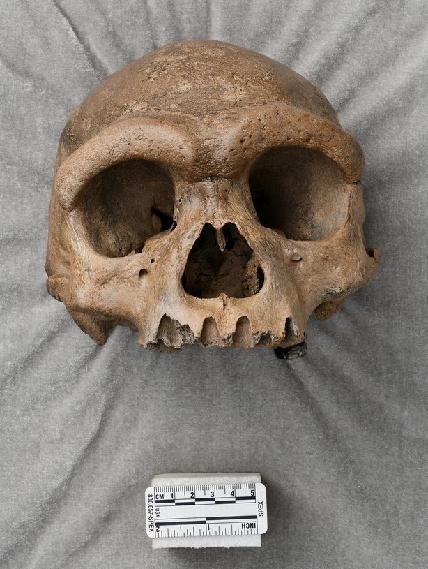 De 'Dragon Man' Fossil kéint den Neanderthaler ersetzen als eisen nooste Famill 2