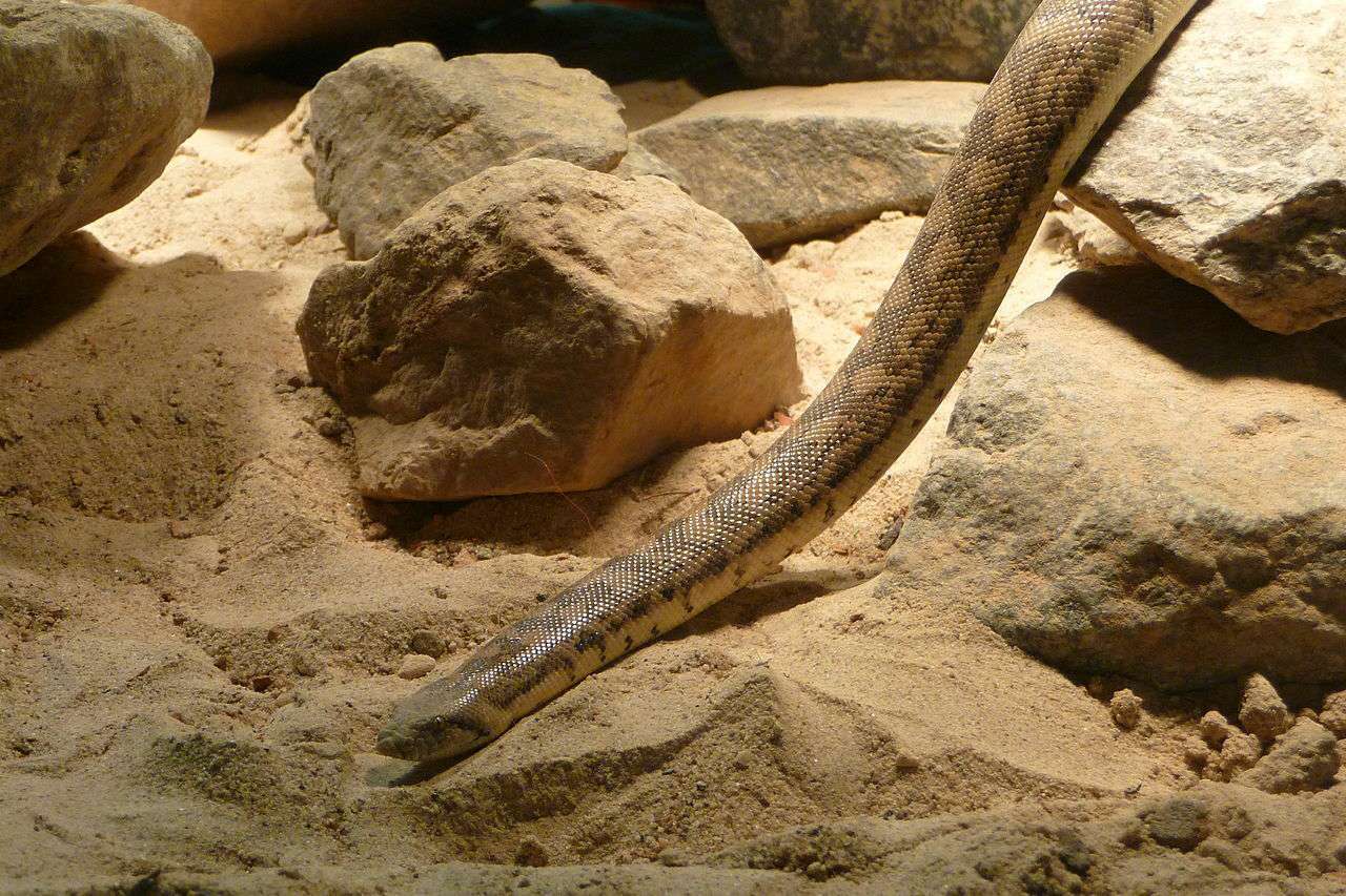 Tartar Sand Boa (Eryx tataricus), méigleche Prototyp vun der Legend