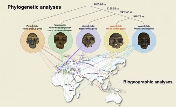 El fósil del 'Hombre Dragón' podría reemplazar a los neandertales como nuestro pariente más cercano 3