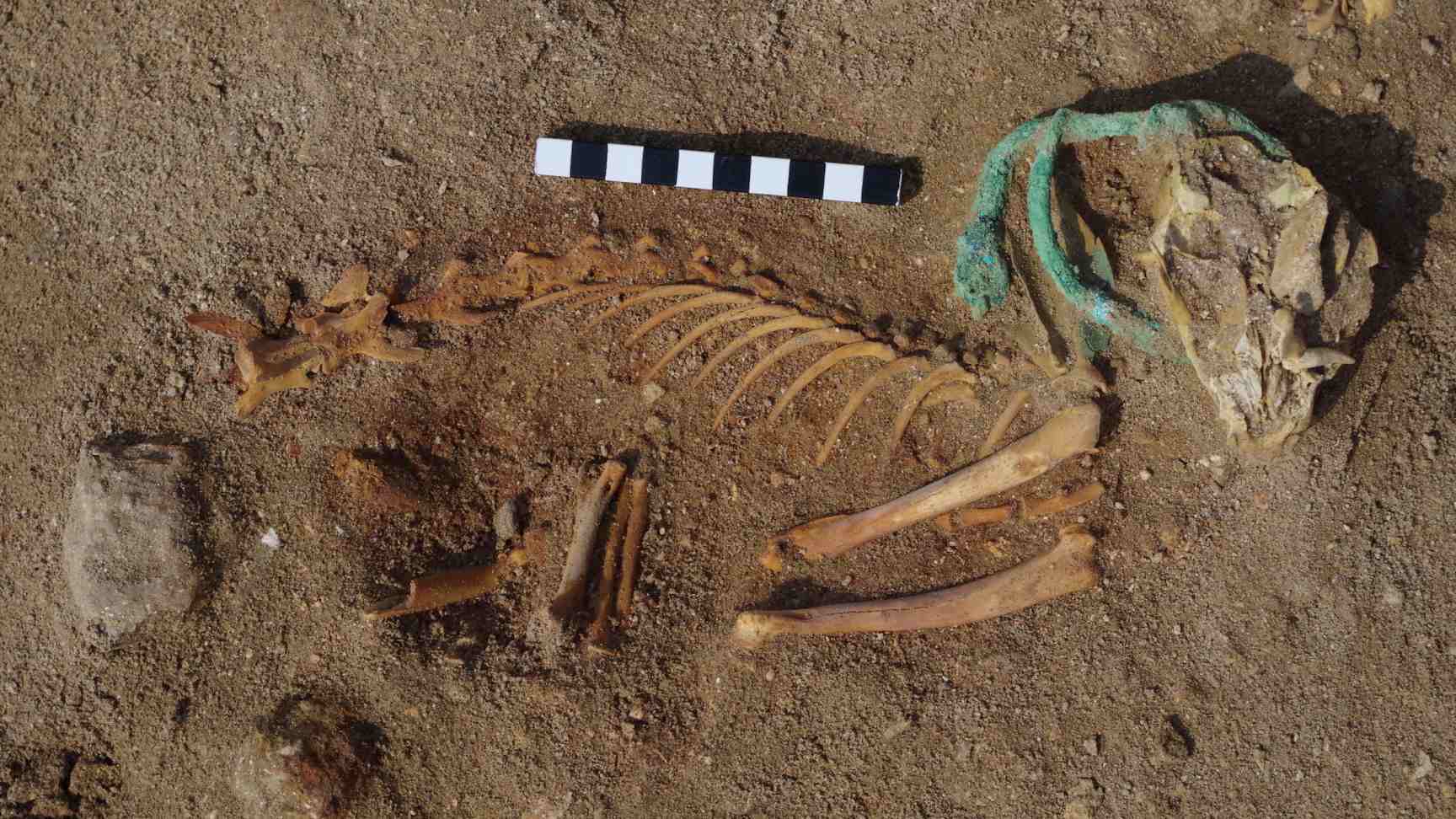 고고학자들은 청동 목걸이를 한 고양이의 유골을 발견했습니다.
