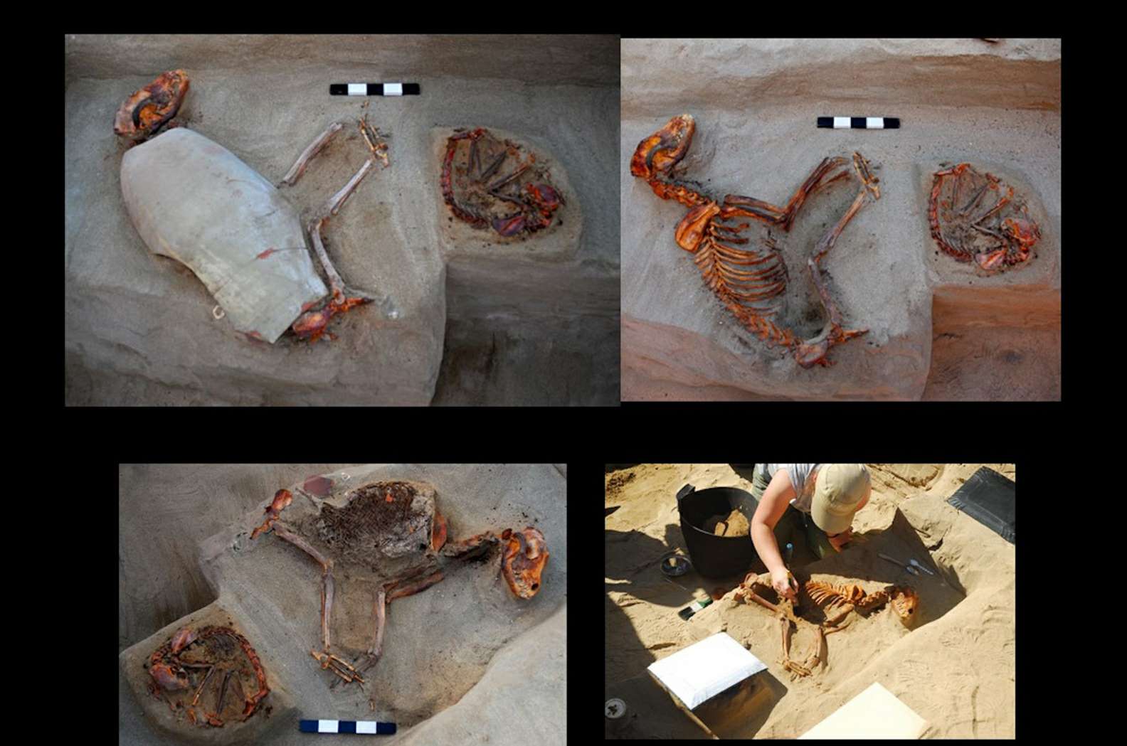 Estos perros del antiguo Egipto fueron enterrados en vasijas de cerámica.
