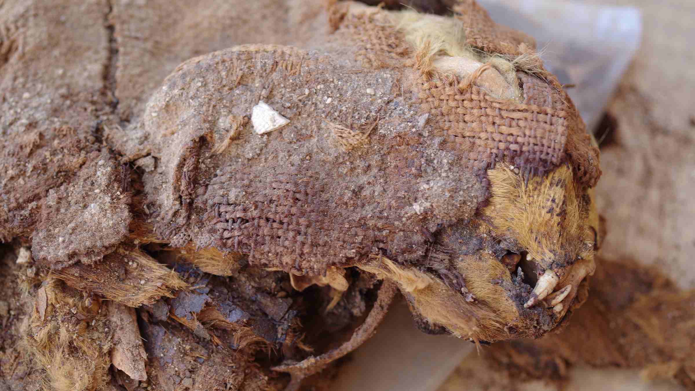 El seco desierto egipcio conserva los restos de este gato enterrado en una manta