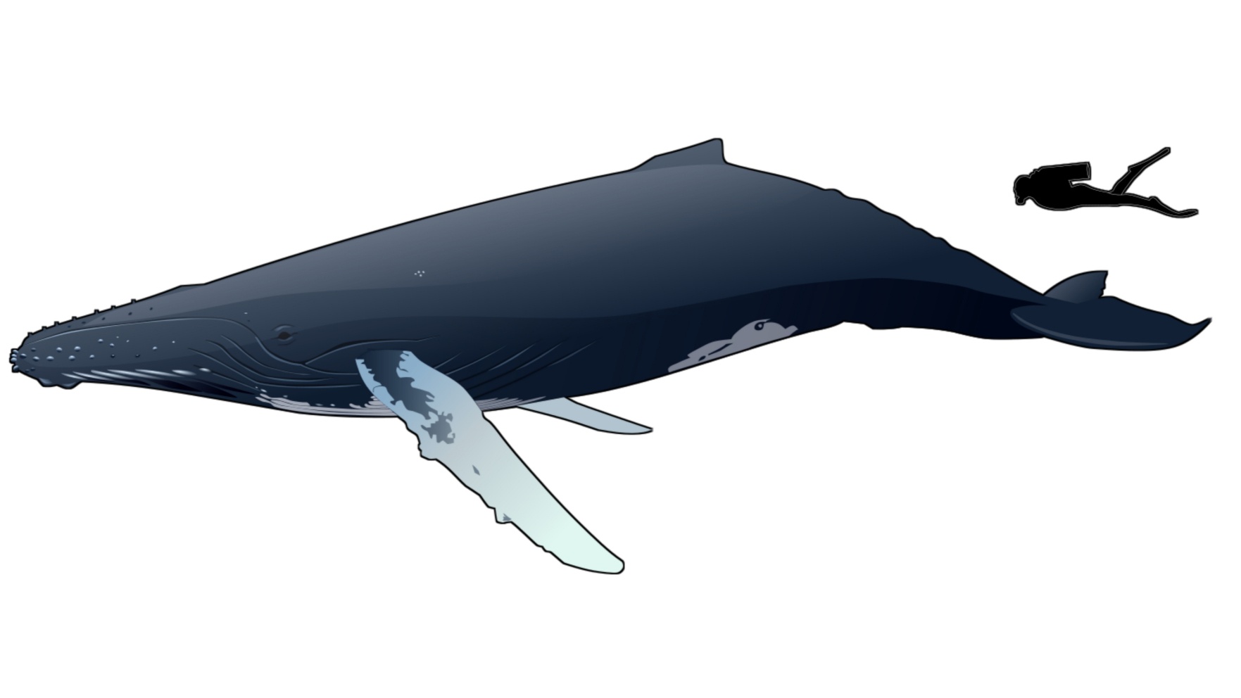Michael Packard, púpos bálna
