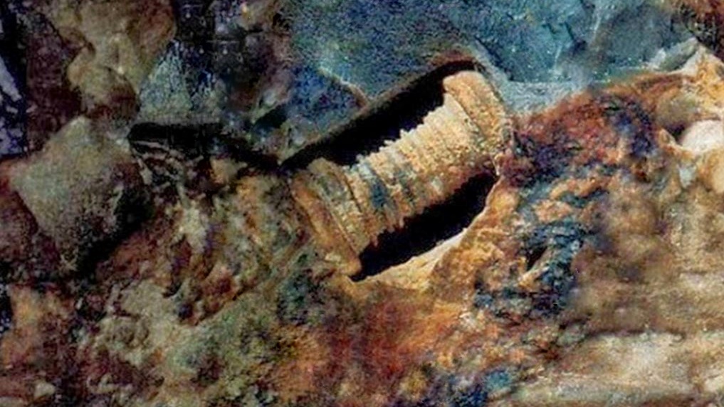 Er dette en 300 millioner år gammel skrue indlejret i en kalksten eller bare et forstenet havdyr? 1