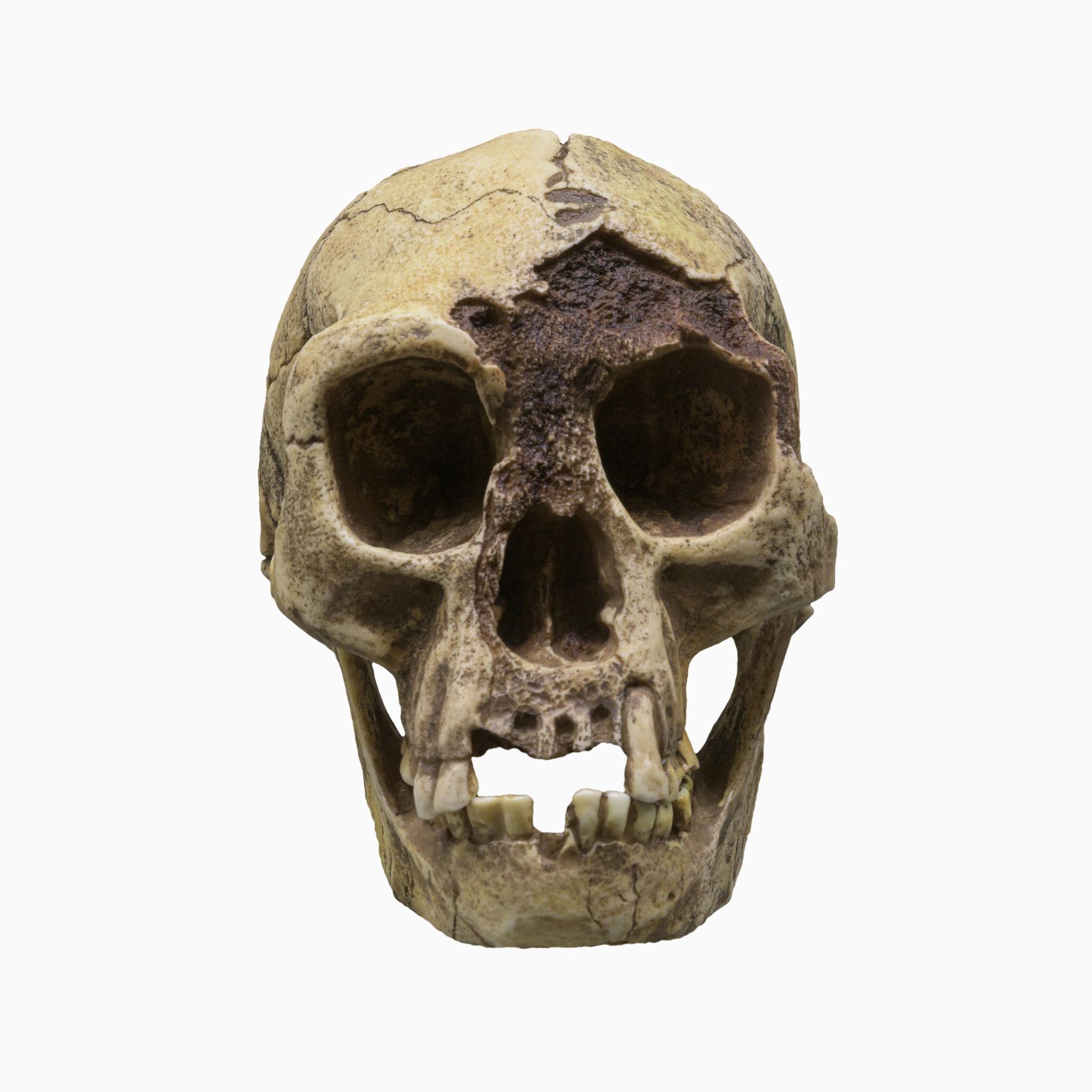 Le crâne de H. floresiensis (Flores Man), surnommé "Hobbit", est une espèce de petit humain archaïque qui habitait l'île de Flores, en Indonésie. © Crédit d'image : Dmitry Moroz | Sous licence de DreamsTime.com (photo de stock à usage éditorial/commercial, ID : 227004112)