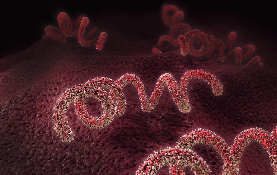 Treponema pallidum, một loại xoắn khuẩn rất dễ lây lan gây bệnh giang mai, trong số các bệnh khác. Hình minh họa 3D. © Tín dụng hình ảnh: Burgstedt | Được cấp phép từ DreamsTime.com (Sử dụng cho Biên tập viên Kho ảnh, ID: 120764078)