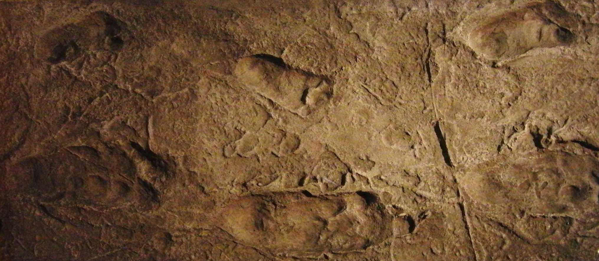 Réplica das pegadas de Laetoli