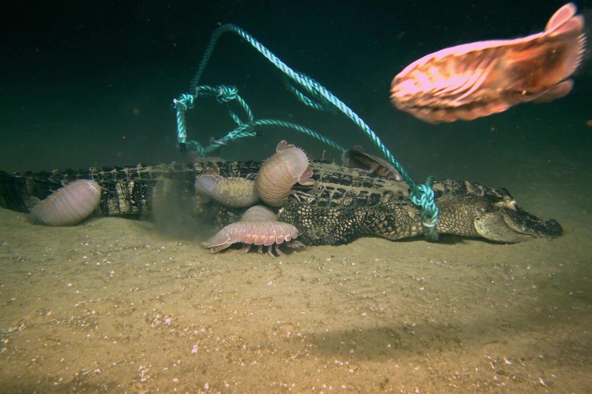 Может ли Кракен действительно существовать? Ученые утопили трех мертвых аллигаторов глубоко в море, один из них оставил после себя только страшные объяснения! 2
