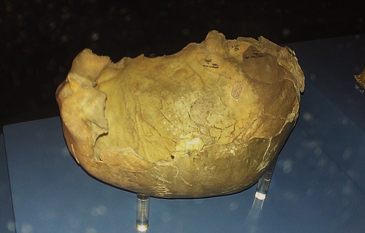 'Cheddar Man' berusia 9,000 tahun berkongsi DNA yang sama dengan guru sejarah bahasa Inggeris! 4