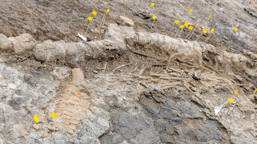Obří 180 milionů let stará fosilie „mořského draka“ nalezená v britské nádrži 2