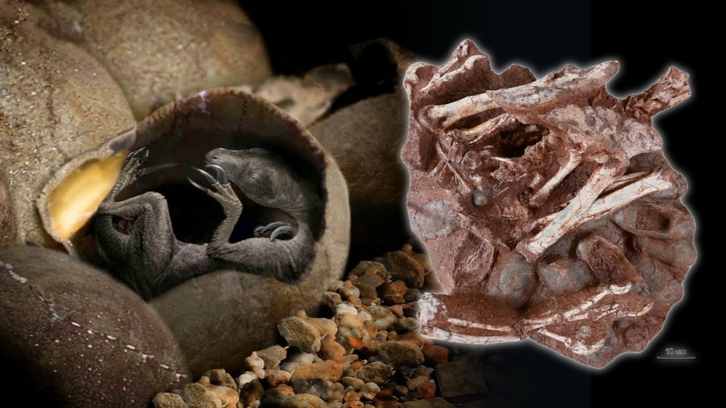 Embrione di dinosauro incredibilmente conservato trovato all'interno dell'uovo fossilizzato 1