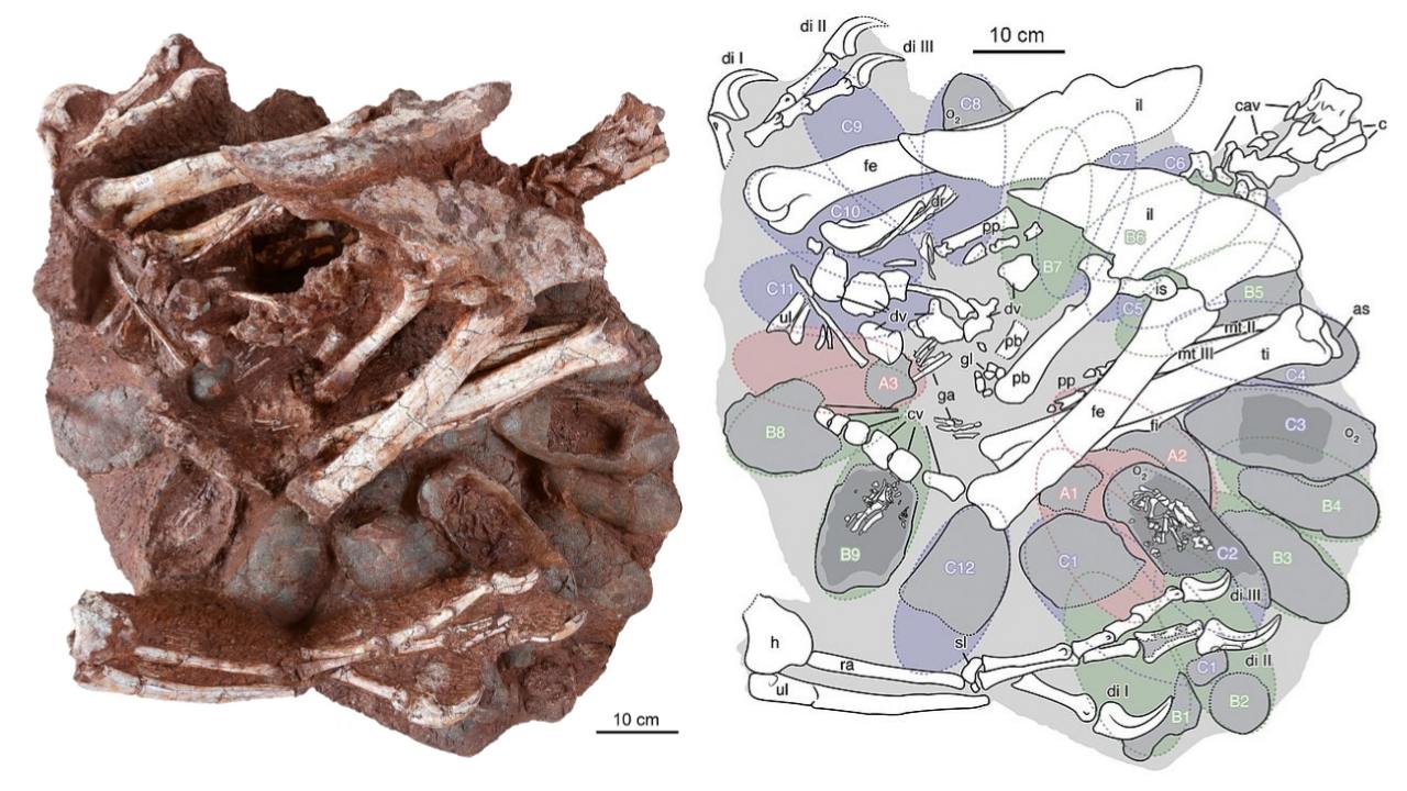 جنین دایناسور فوق العاده حفظ شده در تخم فسیل شده 1 کشف شد