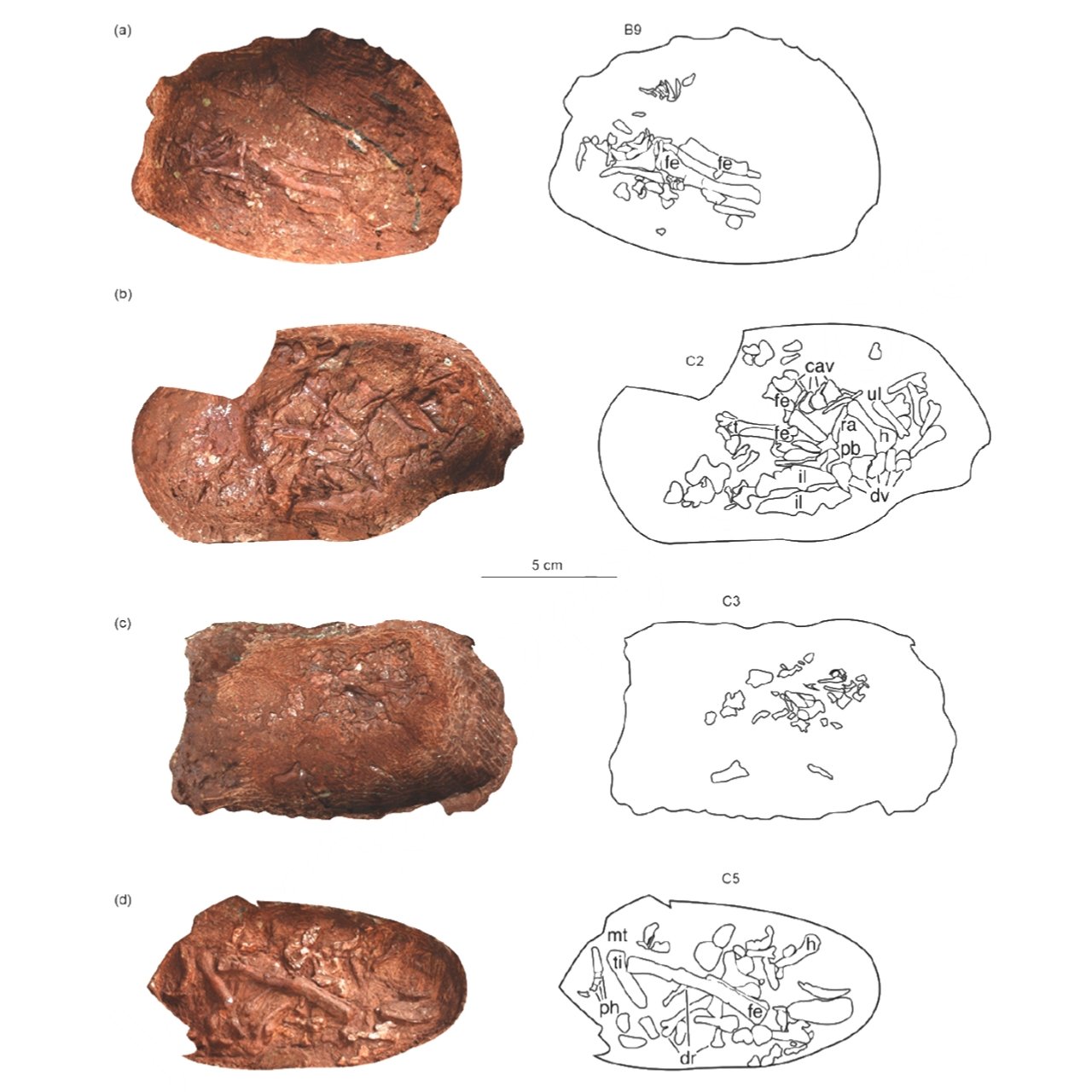 Embrião de dinossauro incrivelmente preservado encontrado dentro de ovo fossilizado 4