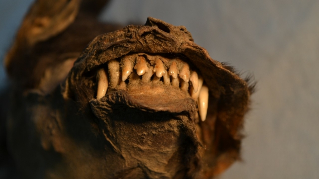 Este cachorro de 14,000 años se comió un enorme rinoceronte lanudo en su última comida 9