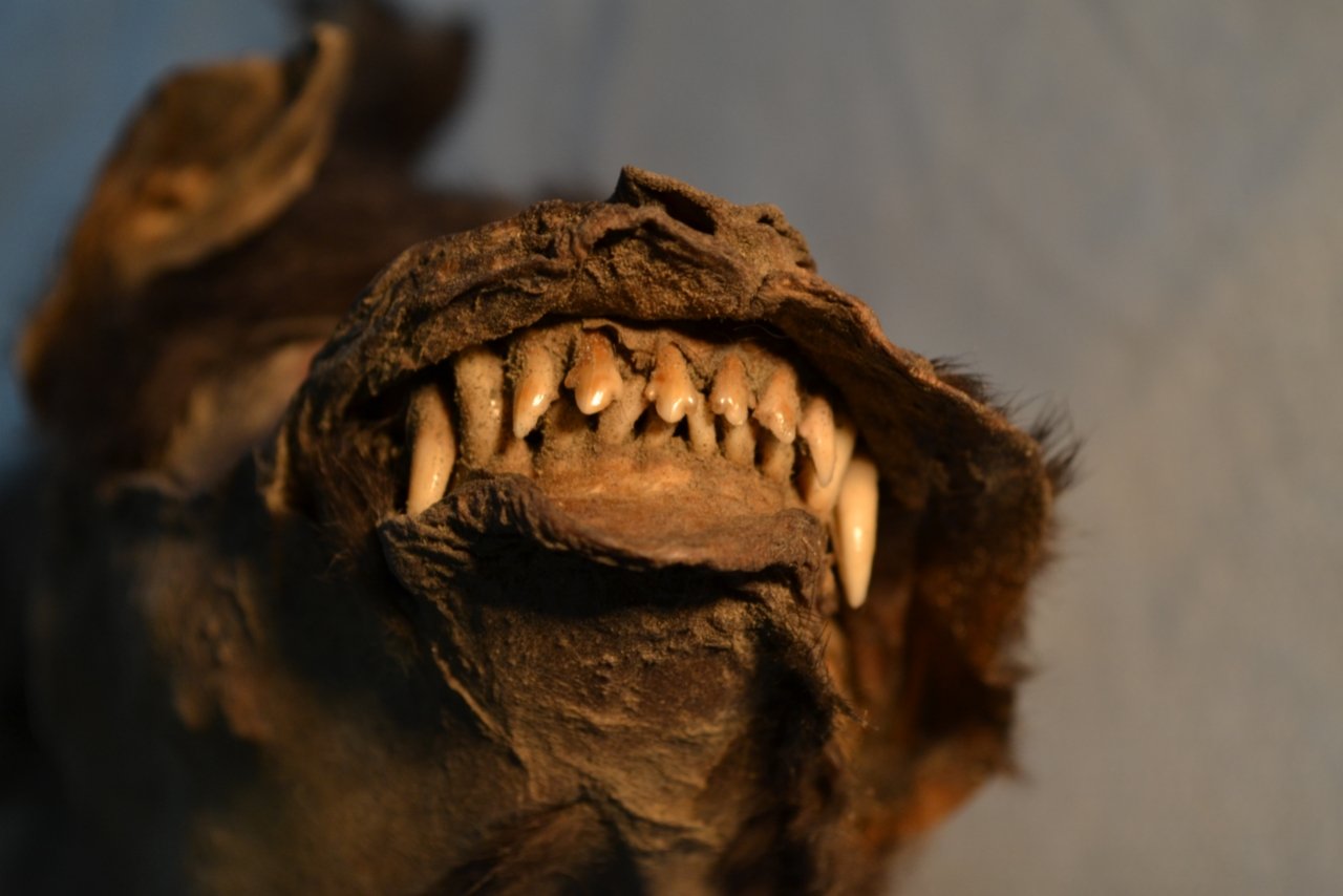 Šis 14,000 1 metų šuniukas paskutiniam valgiui suvalgė didžiulį vilnonį raganosį XNUMX