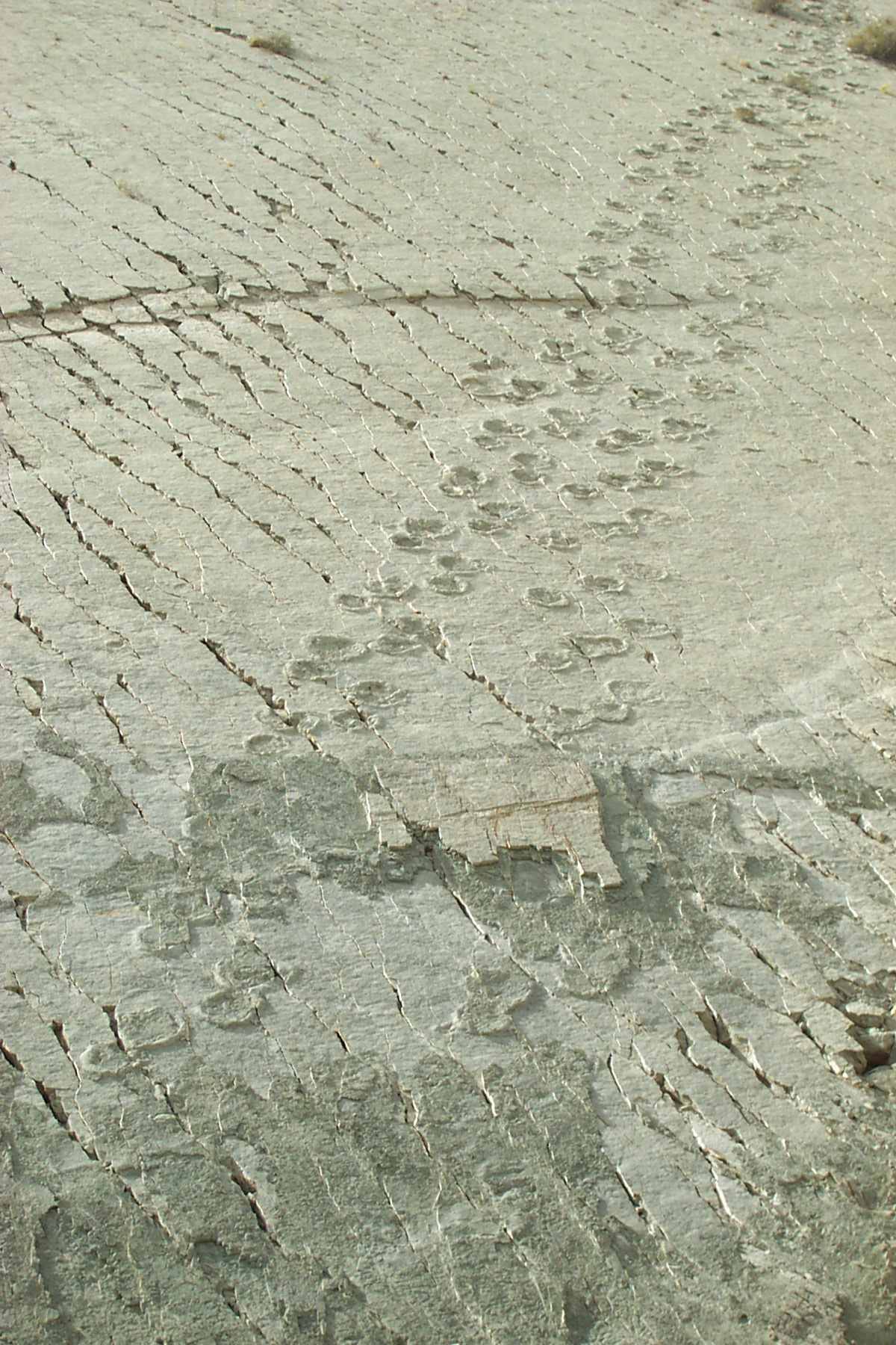Impronte sul muro: i dinosauri stavano davvero scalando le scogliere in Bolivia? 4