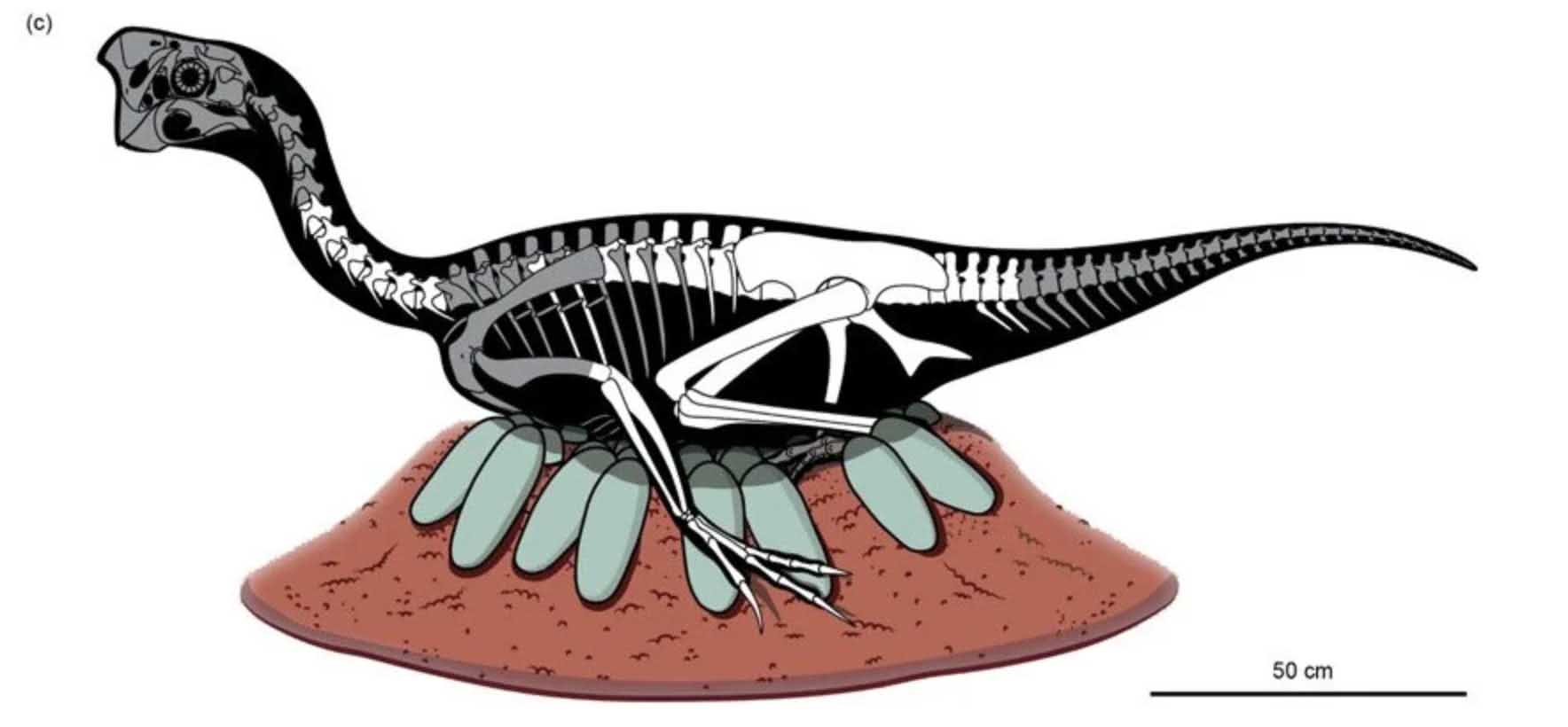 Nevjerojatno očuvan embrij dinosaura pronađen unutar fosiliziranog jajeta 2