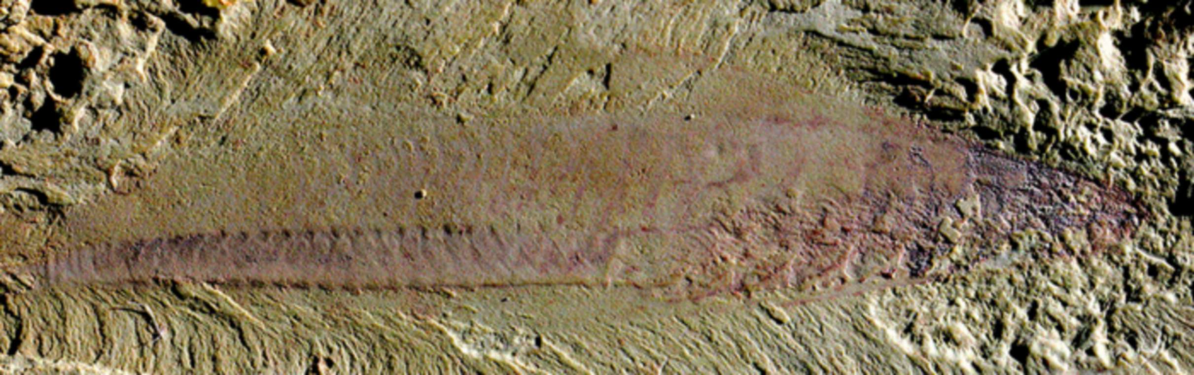 Žuvies fosilija (Myllokunmingia)