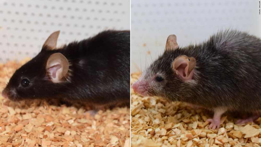 अमरत्व: शास्त्रज्ञांनी उंदरांचे वय कमी केले आहे. मानवामध्ये उलट वृद्धत्व आता शक्य आहे का? १