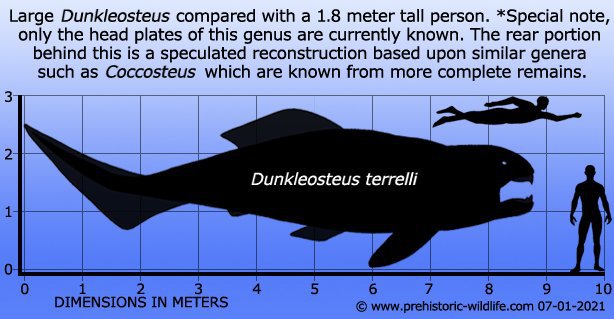 Dunkleosteus: een van de grootste en felste haaien 380 miljoen jaar geleden