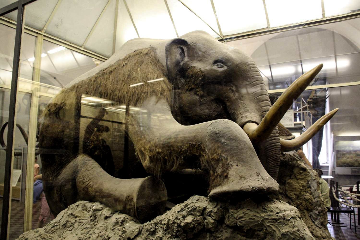 O mistério das carcaças de mamutes congeladas na Sibéria 2