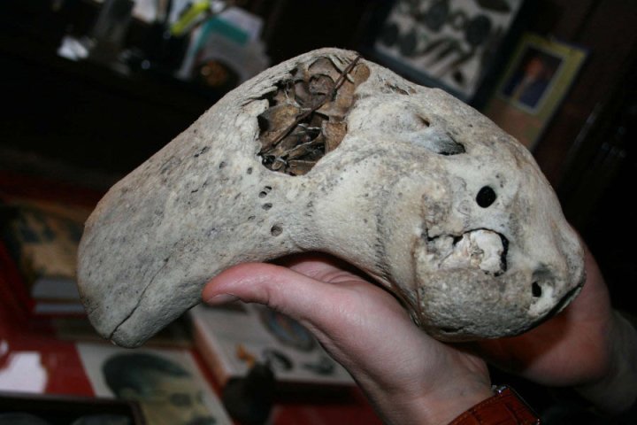 Bolshoi Tjach Skulls - ရုရှားနိုင်ငံရှိ ရှေးဟောင်းတောင်တန်းဂူတစ်ခုတွင် ရှာဖွေတွေ့ရှိခဲ့သည့် လျှို့ဝှက်ဆန်းကြယ်သော ဦးခေါင်းခွံနှစ်ခု