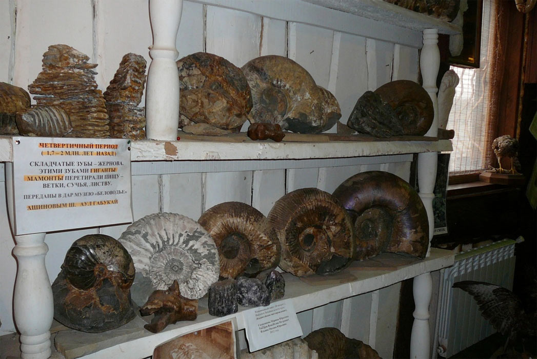 Amonitët e fosilizuar të ekspozuar në muzeun e Belovodës.