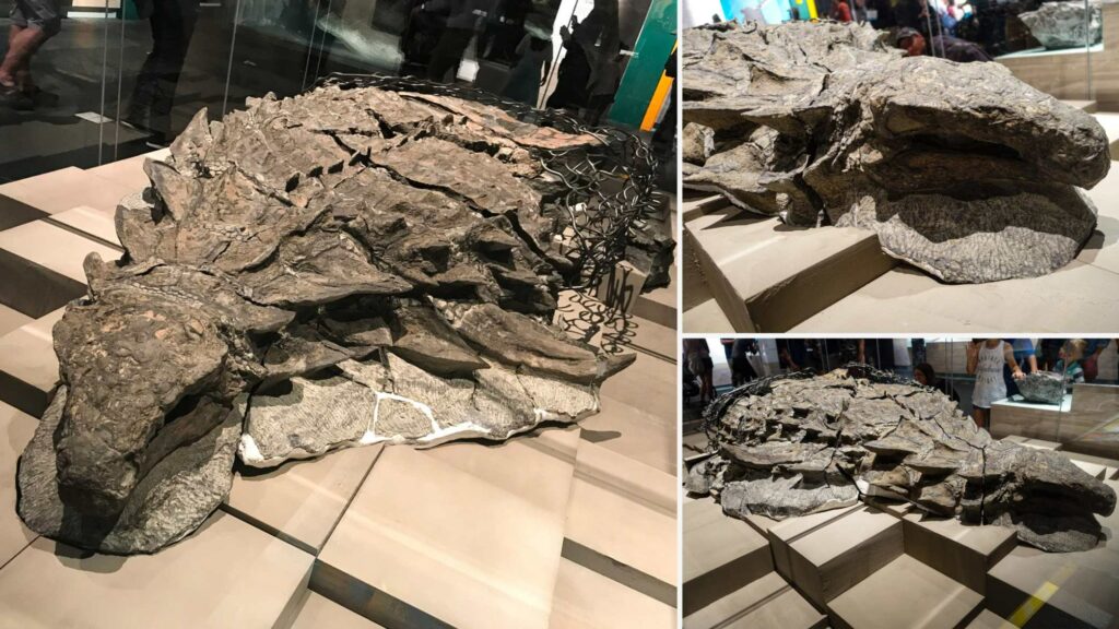 110 millioner år gammel dinosaur meget velbevaret opdaget ved et uheld af minearbejdere i Canada 4
