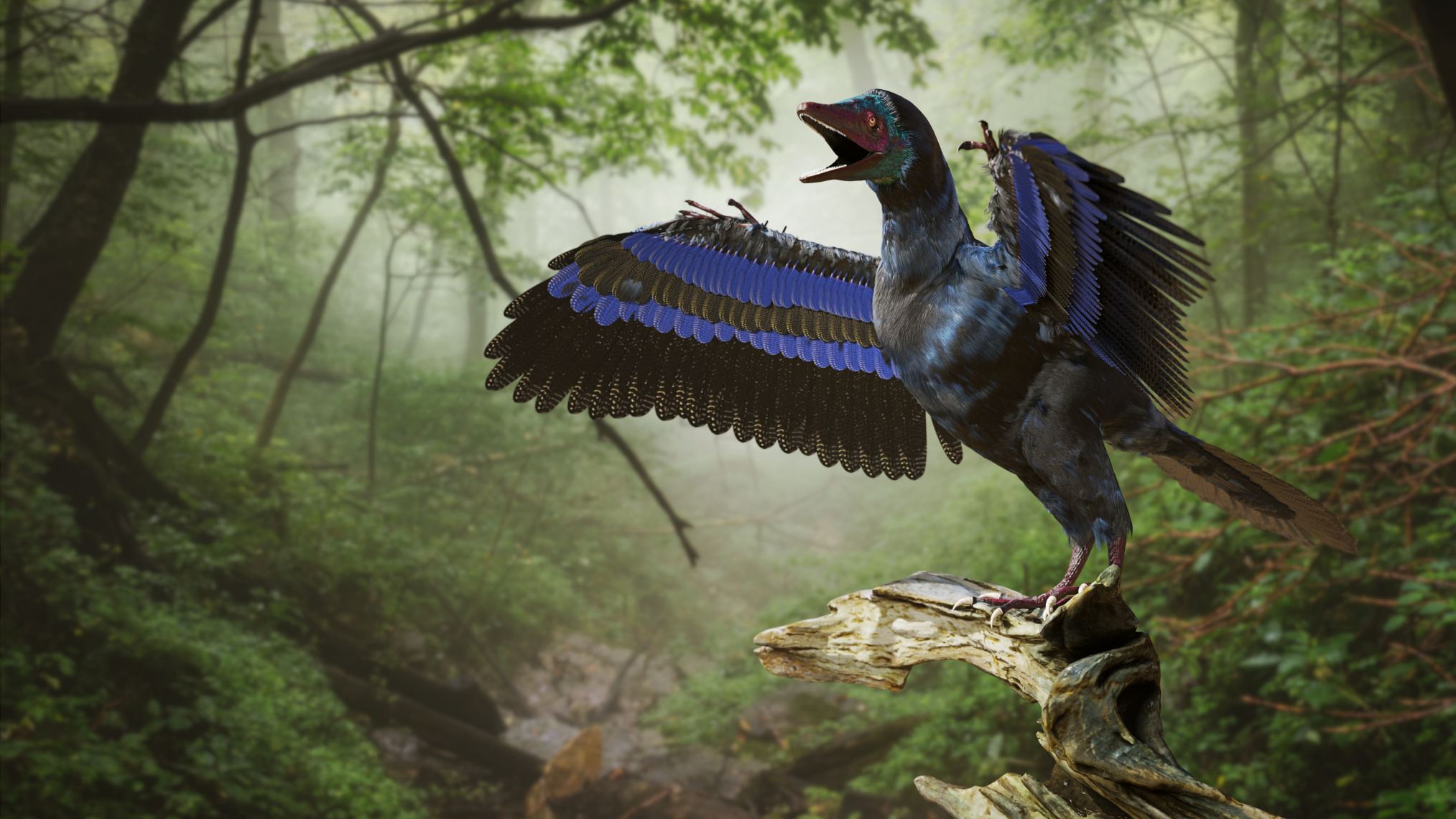 Archaeopteryx, dinozaur asemănător unei păsări din perioada Jurasicului târziu cu aproximativ 150 de milioane de ani în urmă (redare 3d)