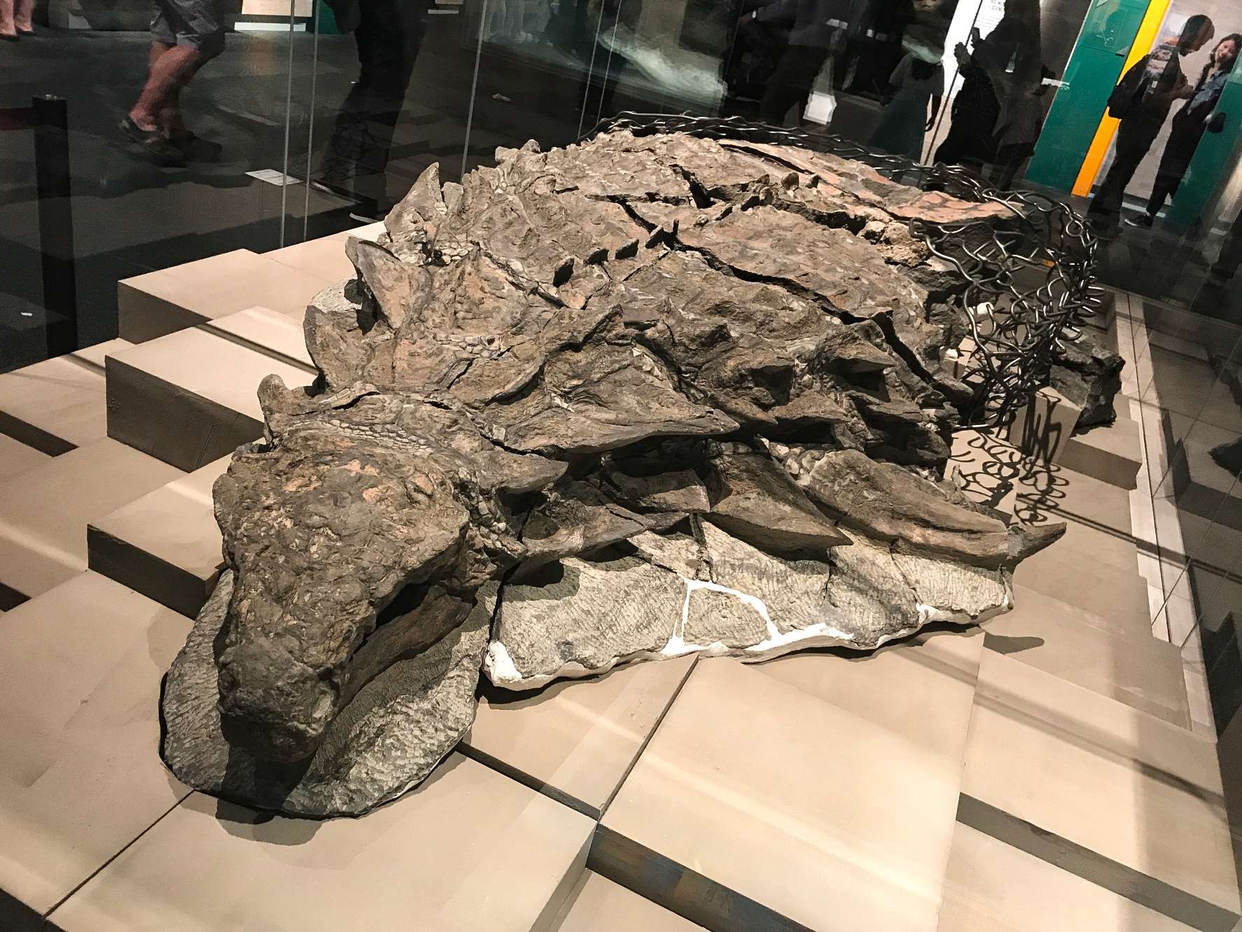 Borealopelta（意为“北方盾牌”）是加拿大阿尔伯塔省早白垩世的结节龙科甲龙属。 它包含一个物种，B. markmitchelli，由 Caleb Brown 及其同事于 2017 年从保存完好的 Suncor 结节龙标本中命名。