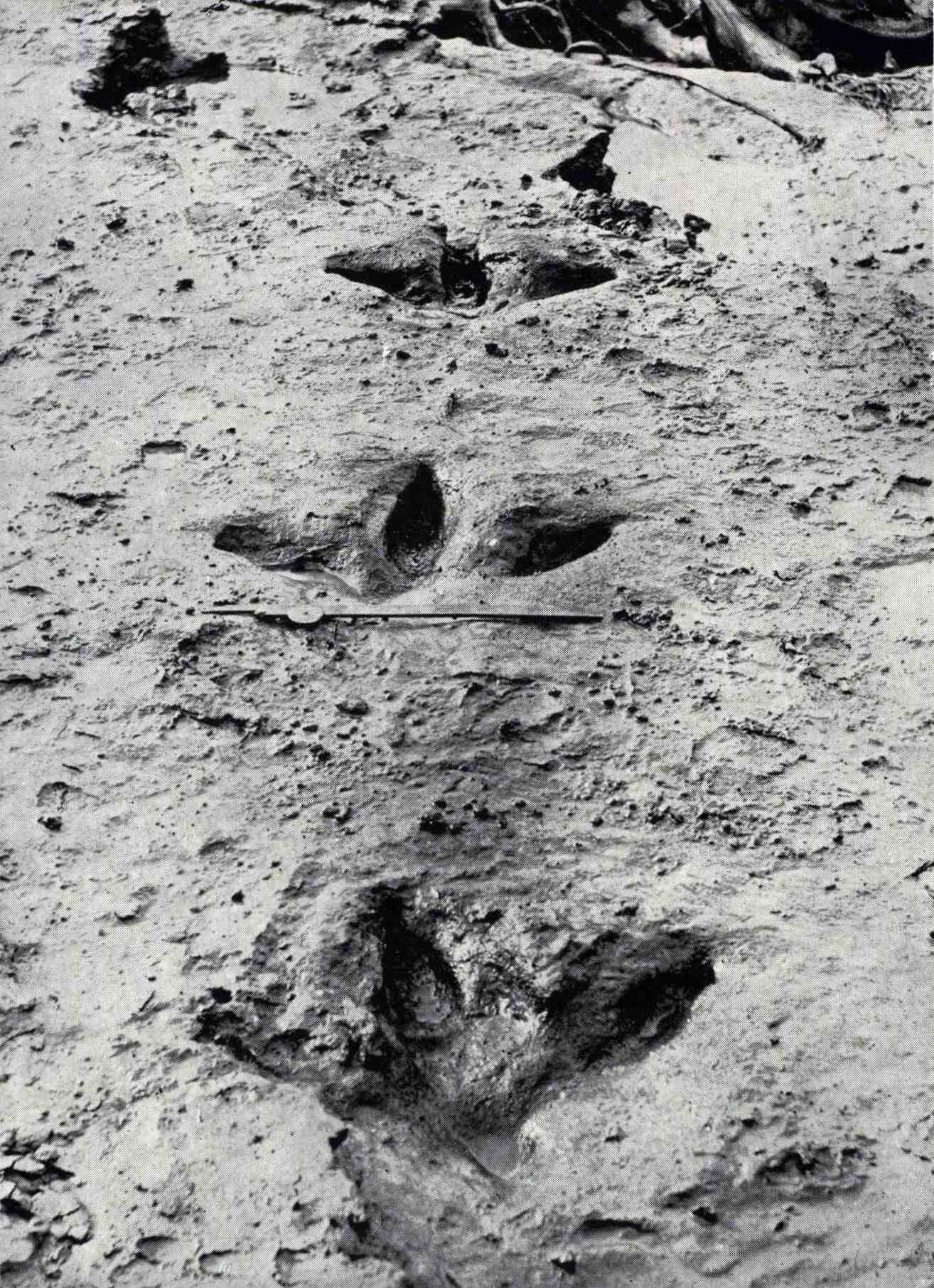 Những dấu chân của Dinornis robustus này lộ ra vào tháng 1911 năm XNUMX khi một trận lũ ở sông Manawatū cuốn trôi lớp đất sét xanh đã bao phủ và bảo quản chúng. Họ chỉ ra rằng moa có ba ngón chân hướng trước mạnh mẽ và, không giống như hầu hết các loài khác, một ngón chân nhỏ phía sau.