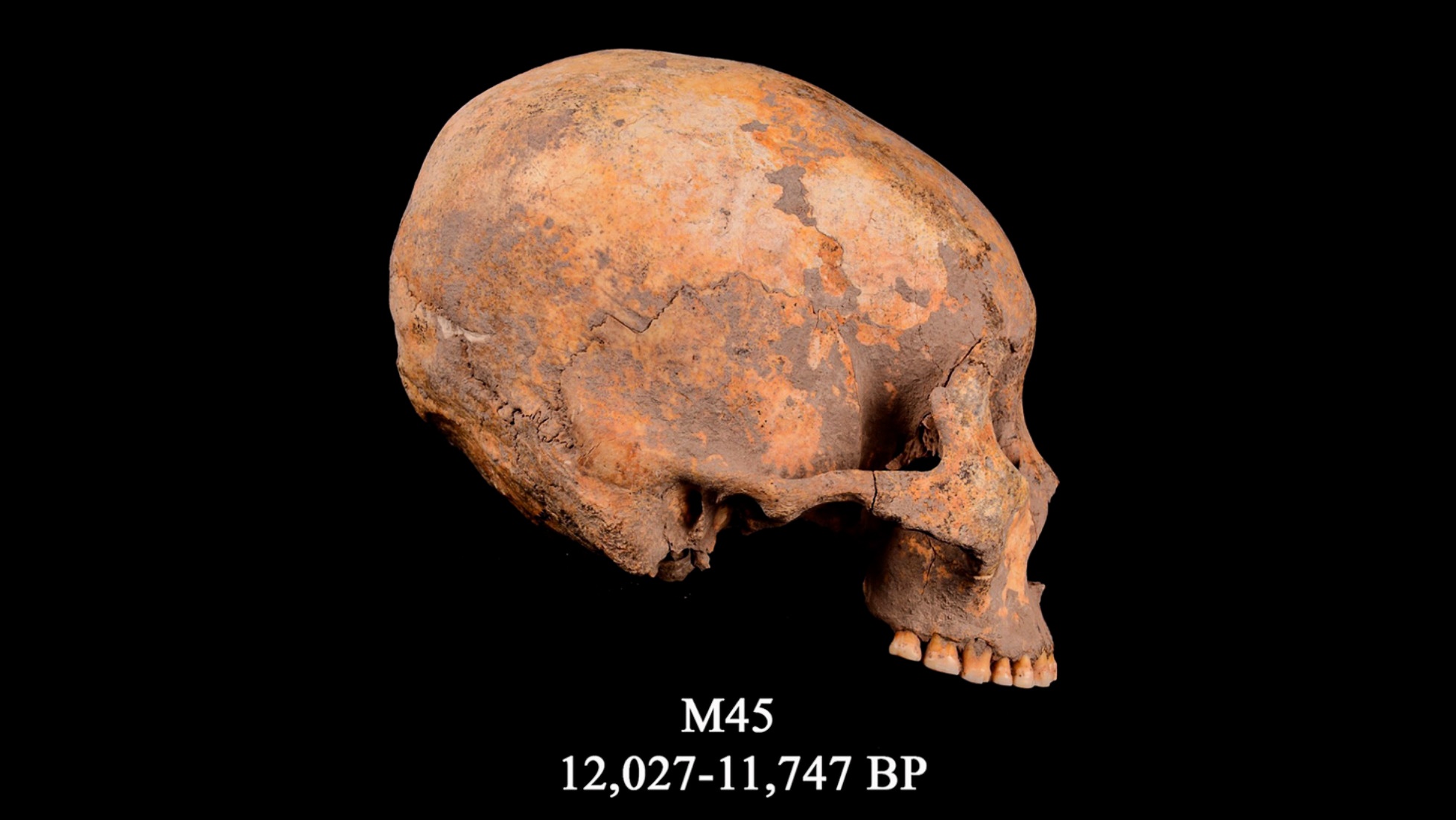 Lebka známa ako M45, najskorší známy prípad modifikácie hlavy. Datuje sa asi pred 12,000 XNUMX rokmi.