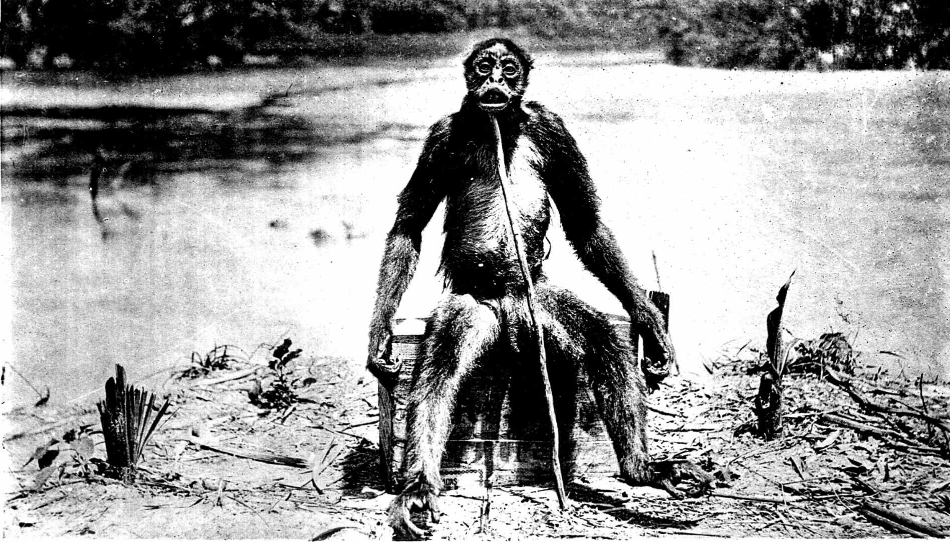 Ang bihirang bersyon ng kumpletong litrato ng de Loys' ape - "Ameranthropoides loysi", mula 1929