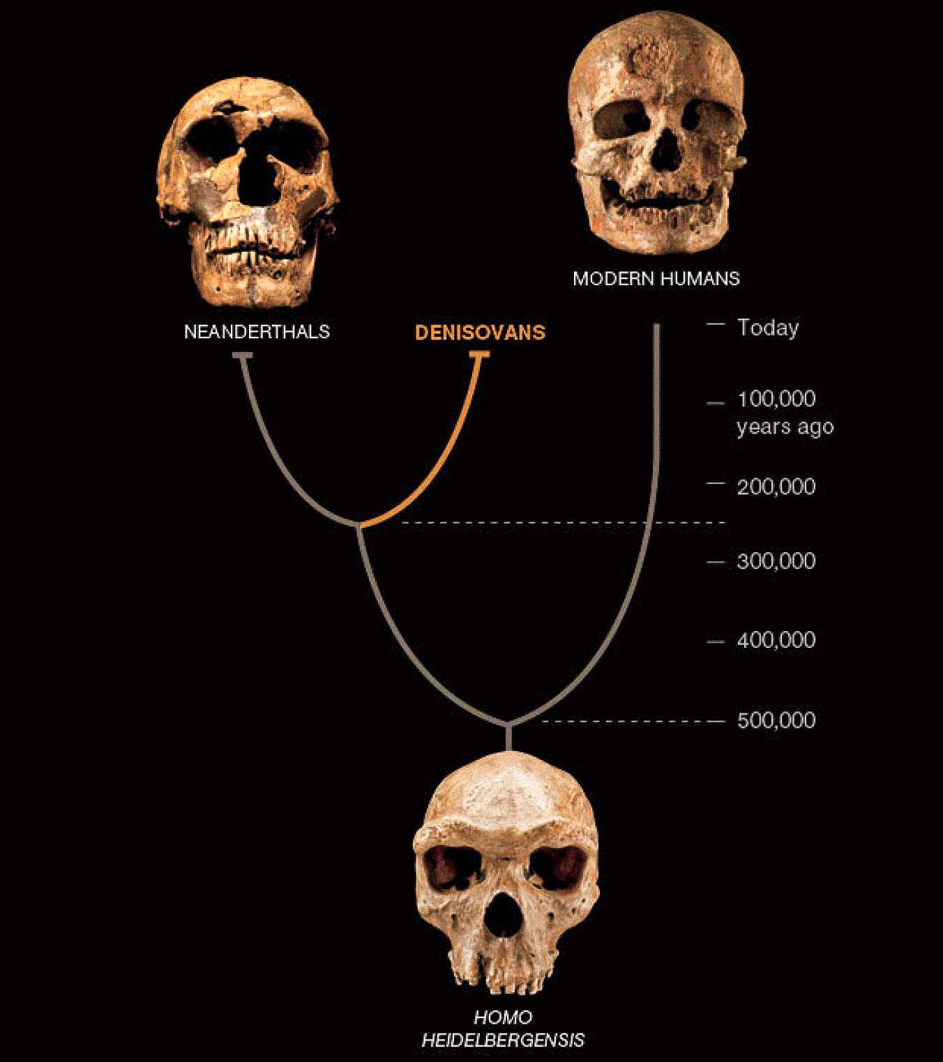 Nau'in mutum na uku, wanda ake kira Denisovans, da alama sun kasance tare a Asiya tare da Neanderthals da mutanen farko na zamani. Na biyun an san su daga ɗimbin burbushin halittu da kayan tarihi. Denisovans an bayyana su zuwa yanzu kawai ta hanyar DNA daga guntu guda ɗaya da hakora biyu-amma yana nuna sabon juzu'i ga labarin ɗan adam.
