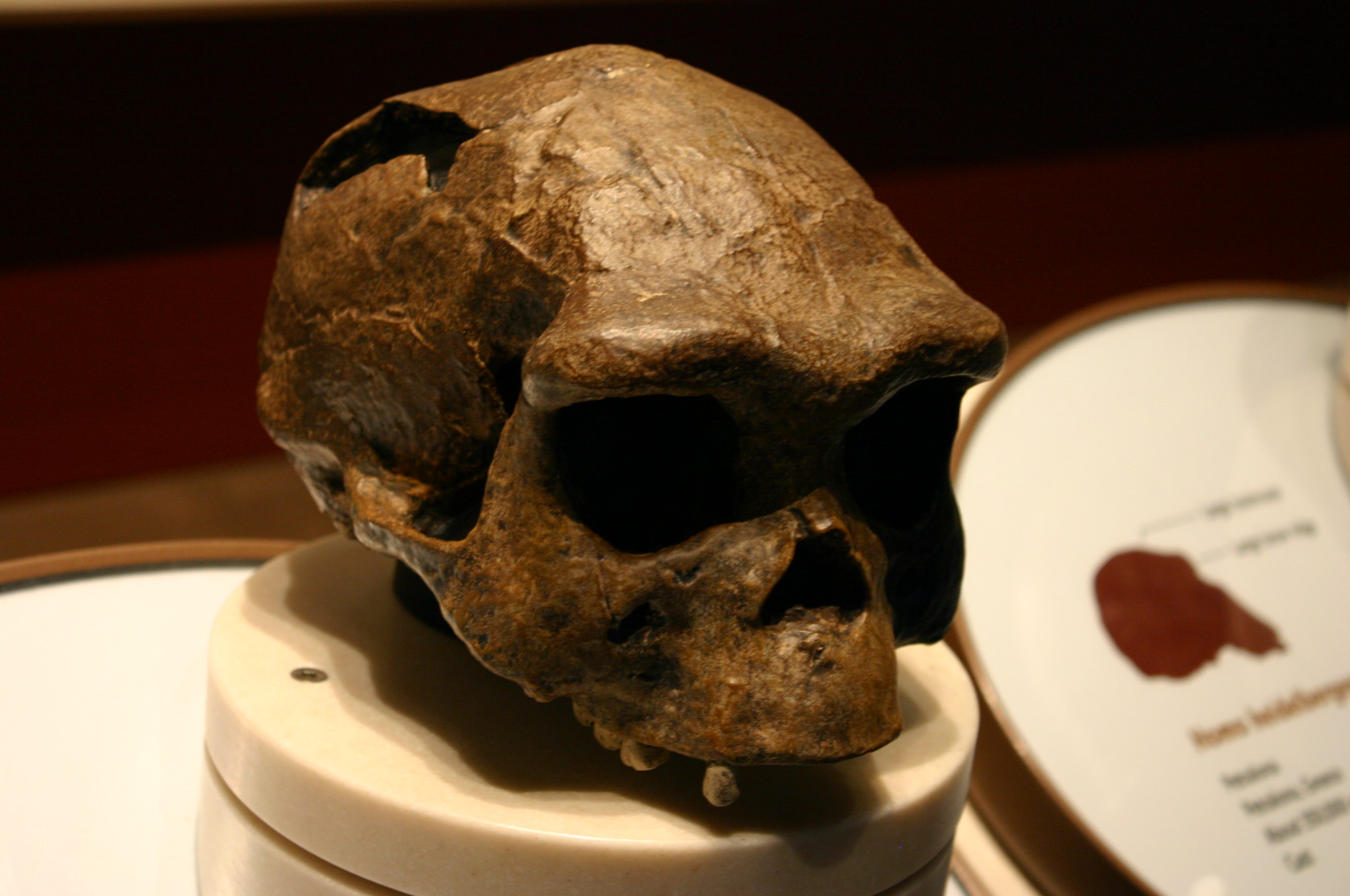 Das Skelett aus der Höhle Sima de los Huesos wurde einer frühen menschlichen Spezies namens Homo heidelbergensis zugeordnet. Forscher sagen jedoch, dass die Skelettstruktur der von Neandertalern ähnlich ist – so sehr, dass einige sagen, dass die Sima de los Huesos eher Neandertaler als Vertreter des Homo heidelbergensis waren.