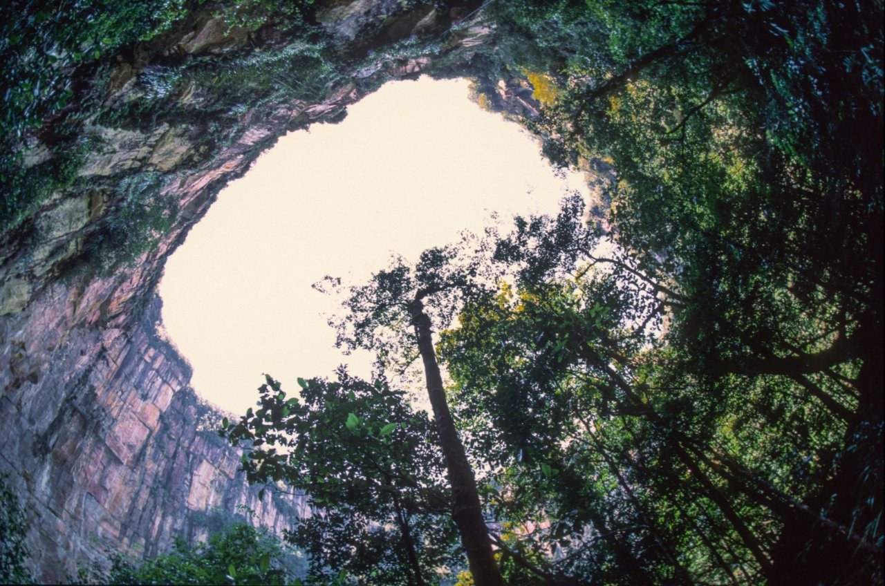 Un gouffre géant en Chine révèle une ancienne forêt intacte 2