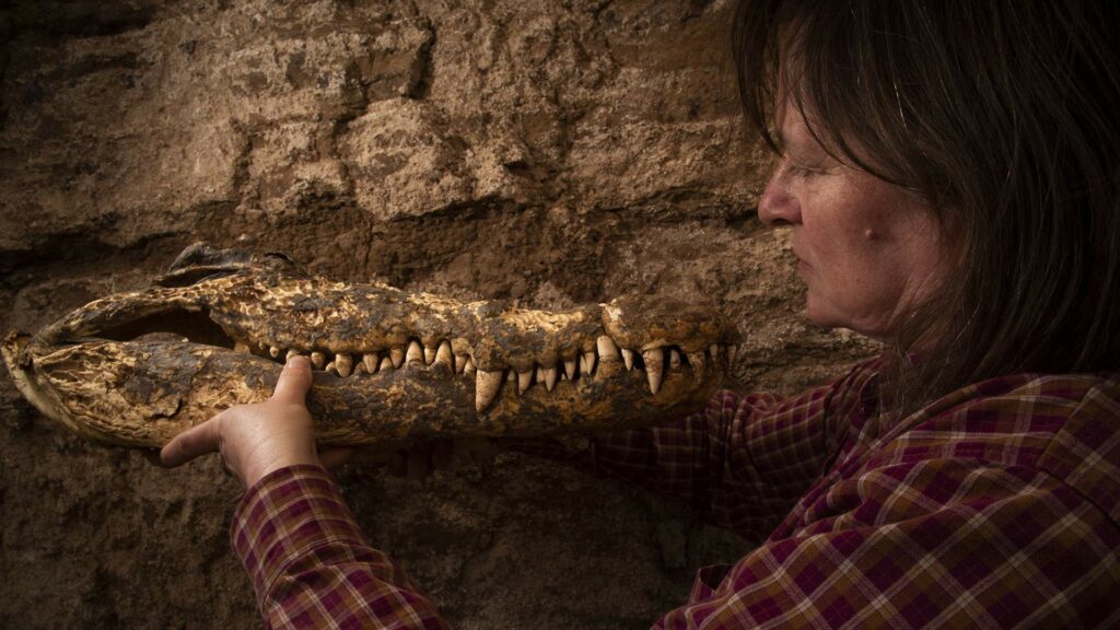 I coccodrilli mummificati forniscono informazioni sulla creazione di mummie nel tempo 7