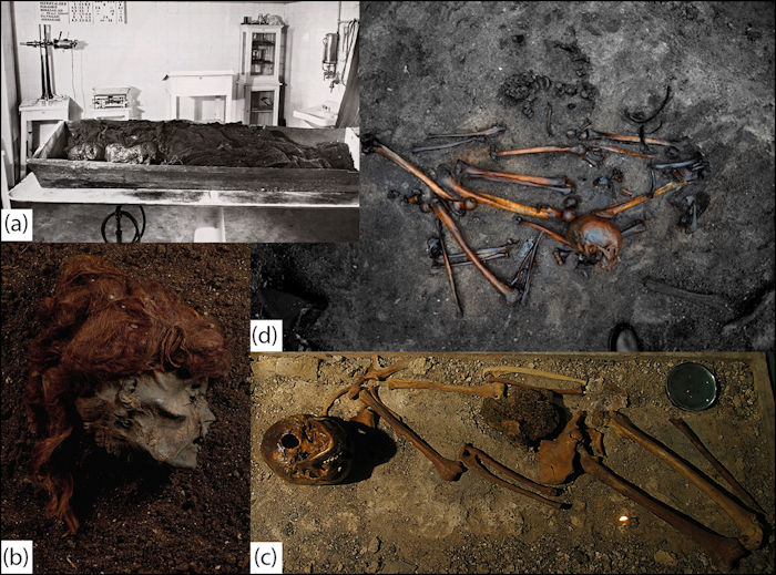 a) Example of a bog mummy (Rabivere, Estonia); b) the severed head of a bog mummy (Stidsholt, Denmark); c) bog skeleton (Luttra, Sweden); and d) disarticulated skeletal remains (Alken Enge, Denmark) (copyright: Estonian National Museum (a); Nationalmuseet Copenhagen (b); Jan Kask (c); Peter Jensen (d)). via the Antiquity
