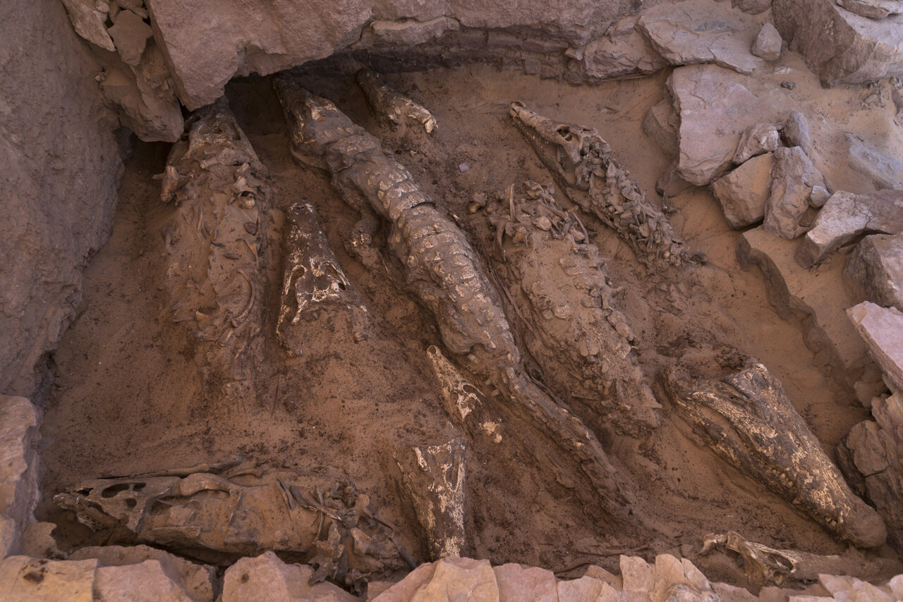 Vue d'ensemble des crocodiles lors des fouilles. Crédit : Patri Mora Riudavets, membre de l'équipe Qubbat al-Hawā