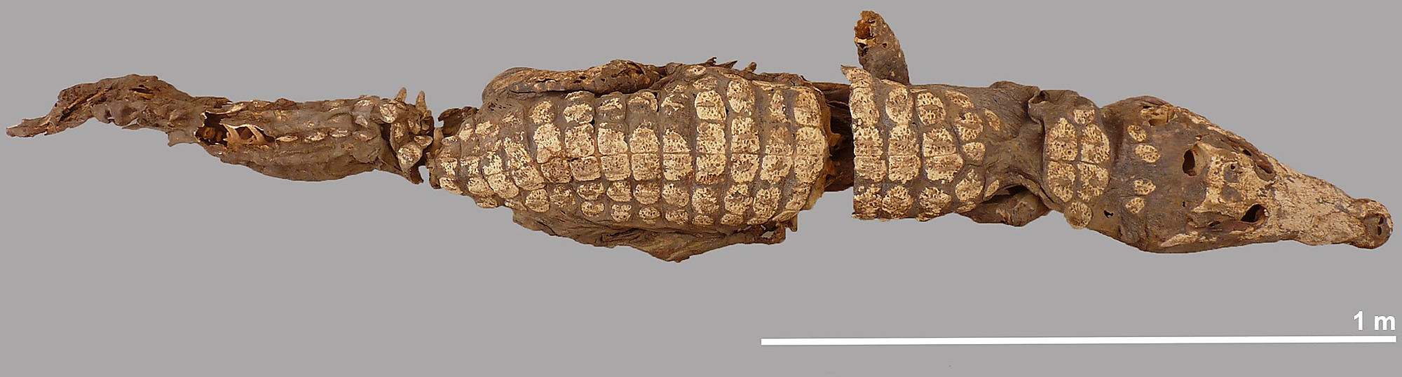 Vue dorsale du crocodile complet #5.Patri Mora Riudavets, membre de l'équipe Qubbat al-Hawā