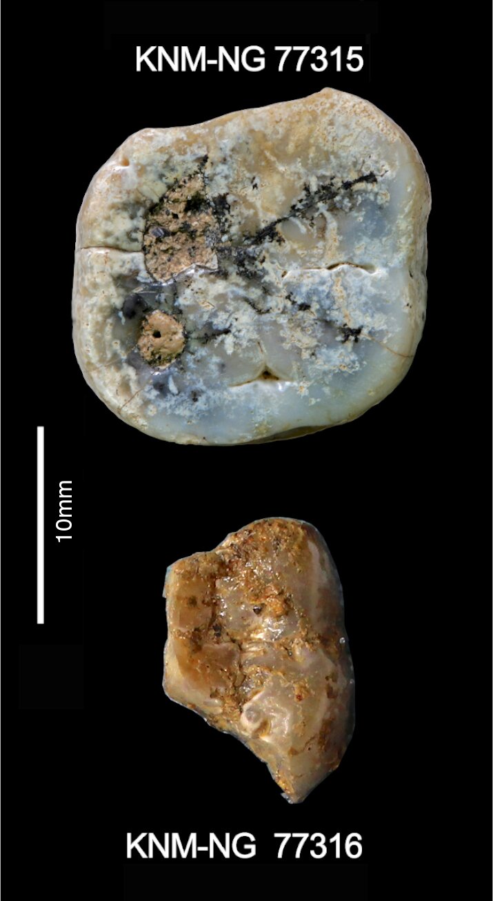 지금까지 발견된 가장 오래된 석기는 인간의 손으로 만든 것이 아니라고 연구 결과 4