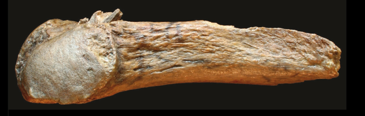 محققین امریکہ 1 میں ہڈیوں کے سب سے پرانے نیزے کے نقطہ کی نشاندہی کرتے ہیں۔