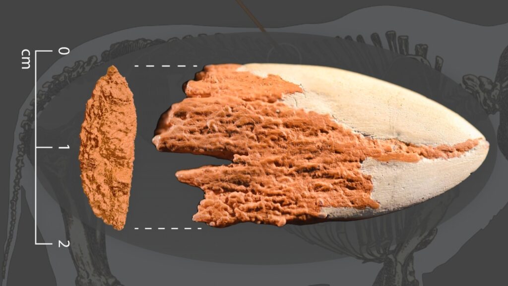 Des chercheurs identifient la pointe de lance en os la plus ancienne des Amériques 8